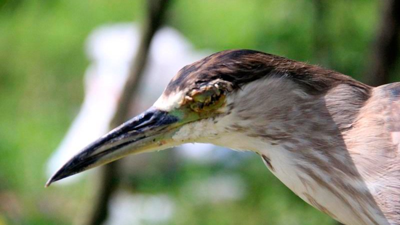 Đàn[-]chim[-]bị[-]khâu[-]mắt[-]để[-]nhử[-]đồng[-]loại[-]ở[-]Hà[-]Tĩnh